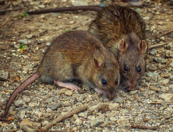 rats-in-chicken-coop